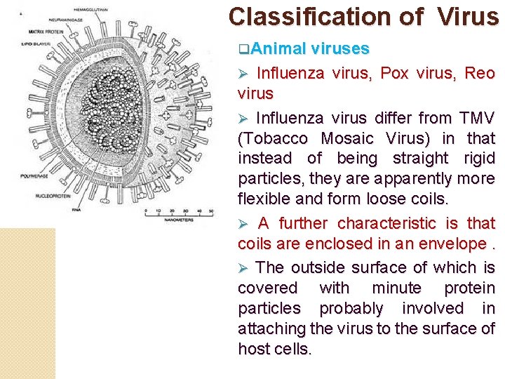 Classification of Virus q. Animal viruses Influenza virus, Pox virus, Reo virus Ø Influenza