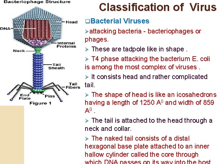 Classification of Virus q. Bacterial Viruses Øattacking bacteria - bacteriophages or phages. Ø These