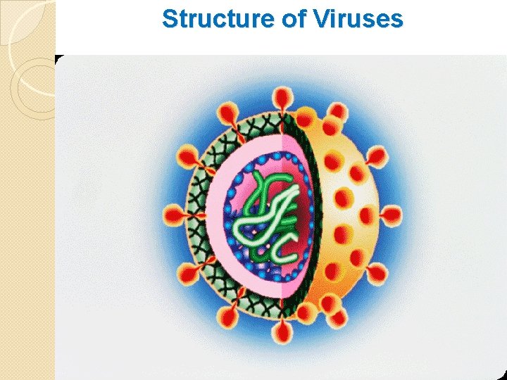 Structure of Viruses 