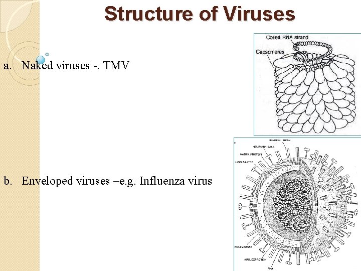 Structure of Viruses a. Naked viruses -. TMV b. Enveloped viruses –e. g. Influenza