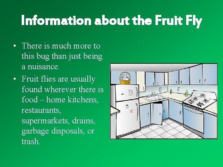 Information about the Fruit Fly • There is much more to this bug than