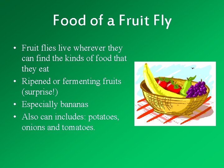 Food of a Fruit Fly • Fruit flies live wherever they can find the