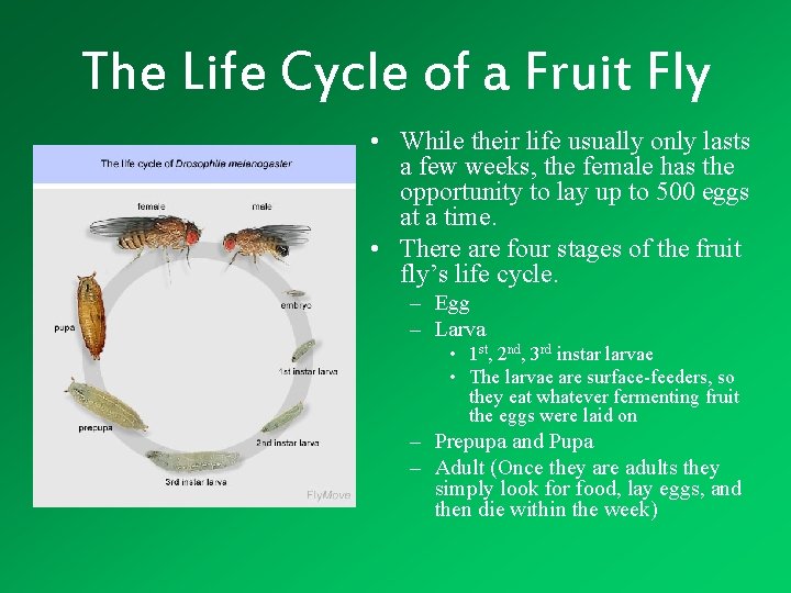 The Life Cycle of a Fruit Fly • While their life usually only lasts