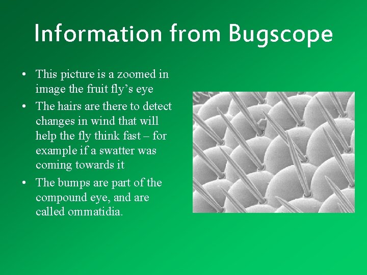 Information from Bugscope • This picture is a zoomed in image the fruit fly’s