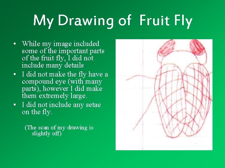 My Drawing of Fruit Fly • While my image included some of the important