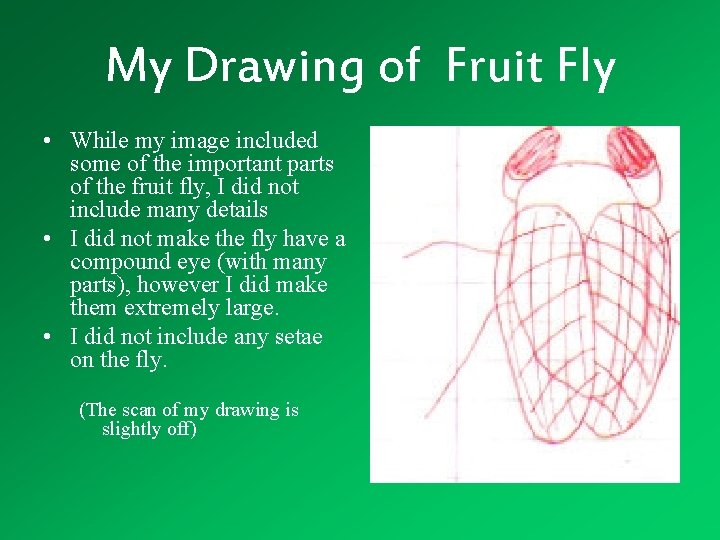 My Drawing of Fruit Fly • While my image included some of the important