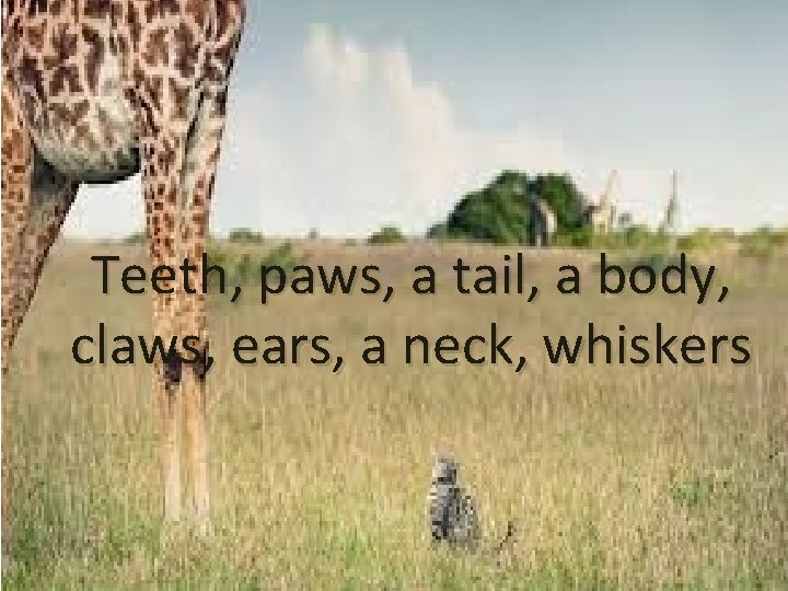 Teeth, paws, a tail, a body, claws, ears, a neck, whiskers 