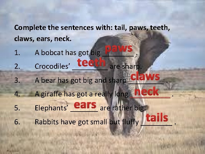 Complete the sentences with: tail, paws, teeth, claws, ears, neck. 1. 2. 3. 4.