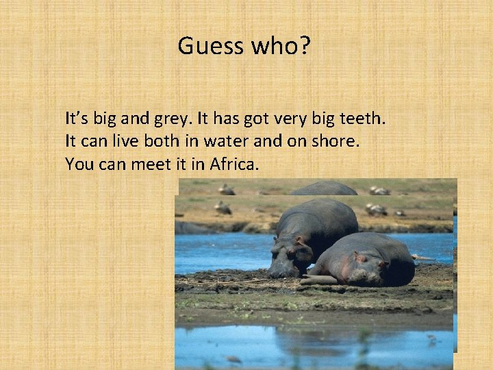 Guess who? It’s big and grey. It has got very big teeth. It can