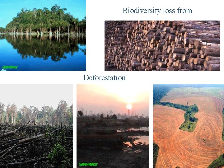 Biodiversity loss from Deforestation 3 