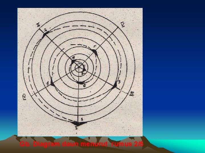 Gb. Diagram daun menurut rumus 2/5 