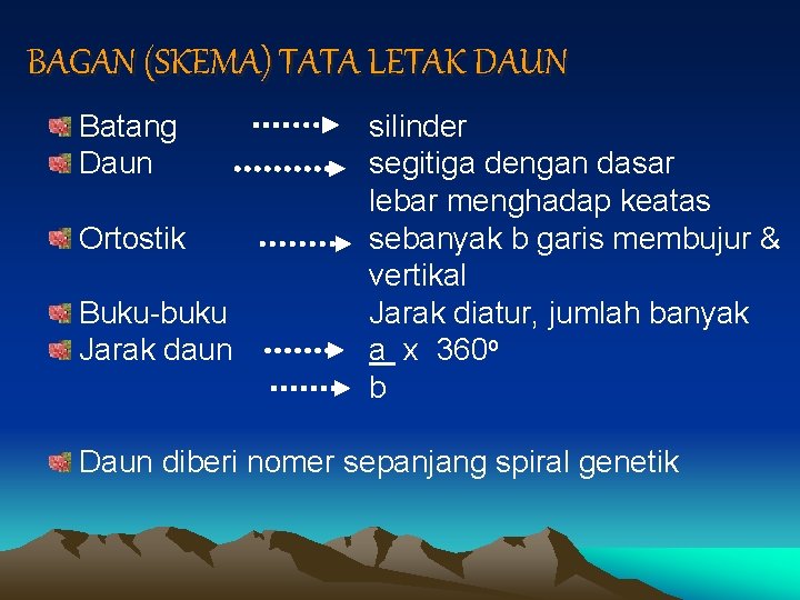 BAGAN (SKEMA) TATA LETAK DAUN Batang Daun Ortostik Buku-buku Jarak daun silinder segitiga dengan