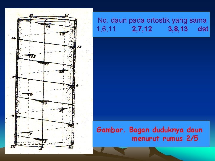 No. daun pada ortostik yang sama 1, 6, 11 2, 7, 12 3, 8,