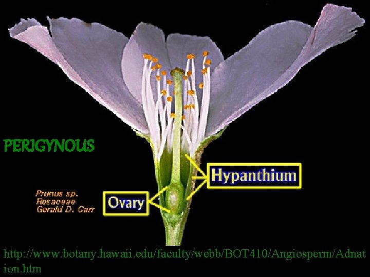 PERIGYNOUS http: //www. botany. hawaii. edu/faculty/webb/BOT 410/Angiosperm/Adnat ion. htm 