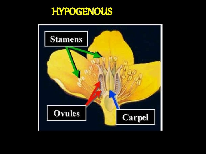 HYPOGENOUS 