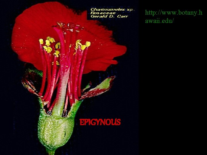 http: //www. botany. h awaii. edu/ EPIGYNOUS 