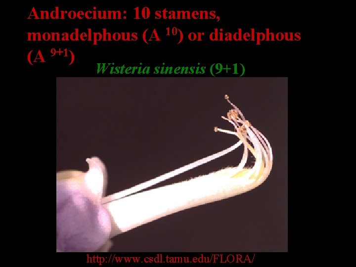 Androecium: 10 stamens, monadelphous (A 10) or diadelphous (A 9+1) Wisteria sinensis (9+1) http:
