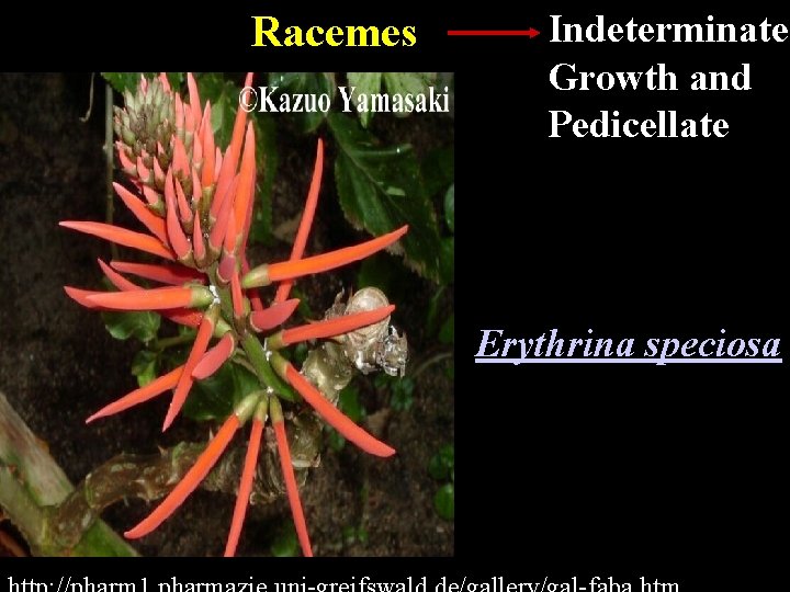 Racemes Indeterminate Growth and Pedicellate Erythrina speciosa 