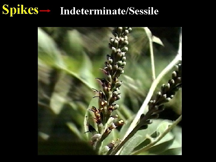 Spikes Indeterminate/Sessile 