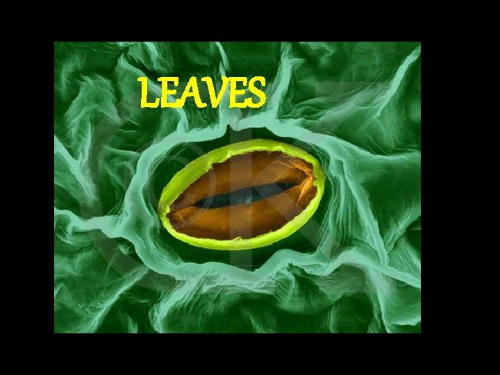 LEAVES 