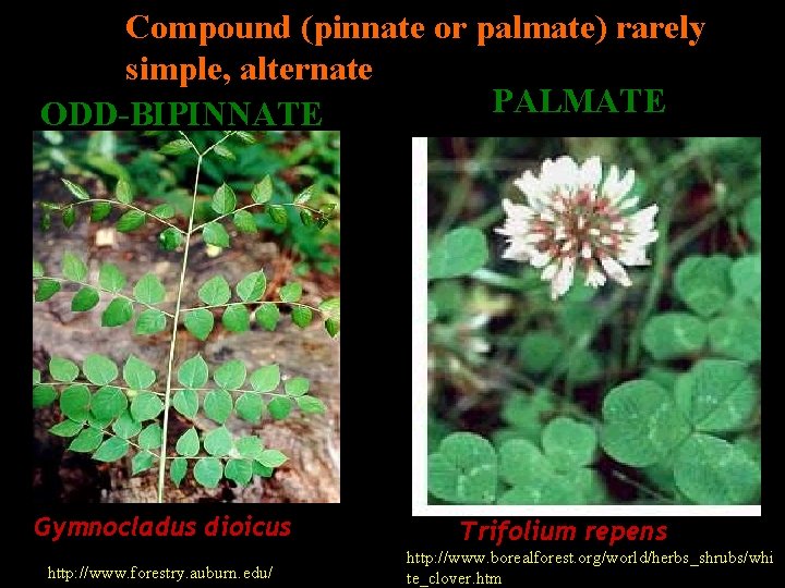 Compound (pinnate or palmate) rarely simple, alternate PALMATE ODD-BIPINNATE Gymnocladus dioicus http: //www. forestry.
