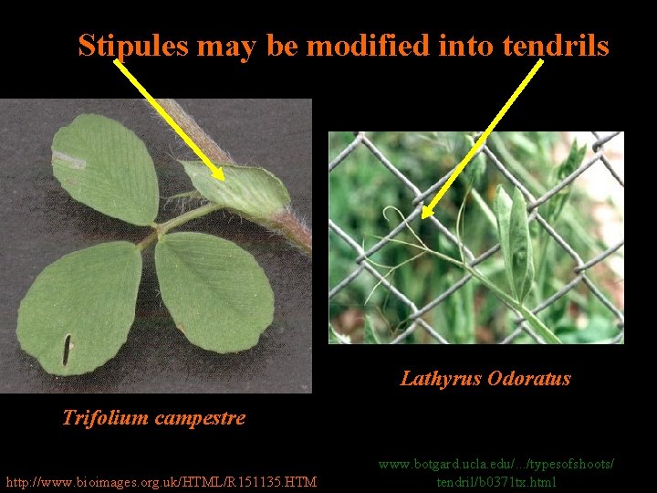 Stipules may be modified into tendrils Lathyrus Odoratus Trifolium campestre http: //www. bioimages. org.