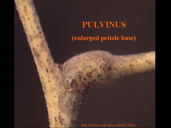 PULVINUS (enlarged petiole base) http: //www. csdl. tamu. edu/FLORA/ 