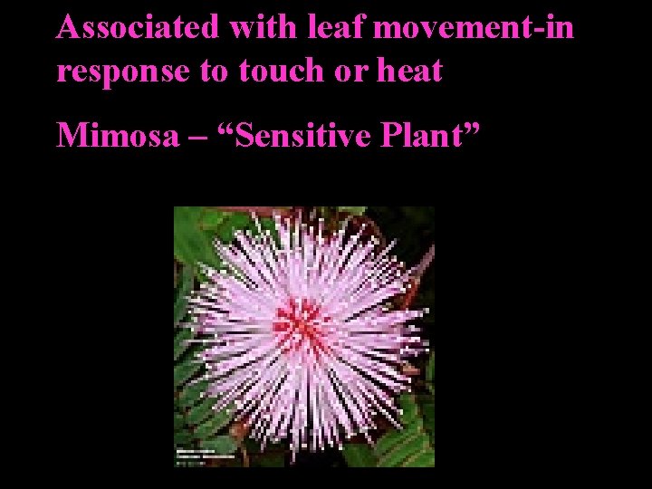 Associated with leaf movement-in response to touch or heat Mimosa – “Sensitive Plant” 