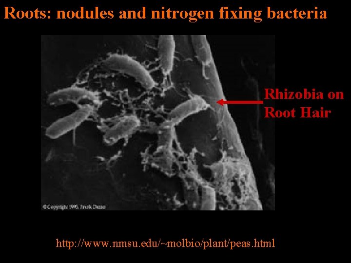 Roots: nodules and nitrogen fixing bacteria Rhizobia on Root Hair http: //www. nmsu. edu/~molbio/plant/peas.