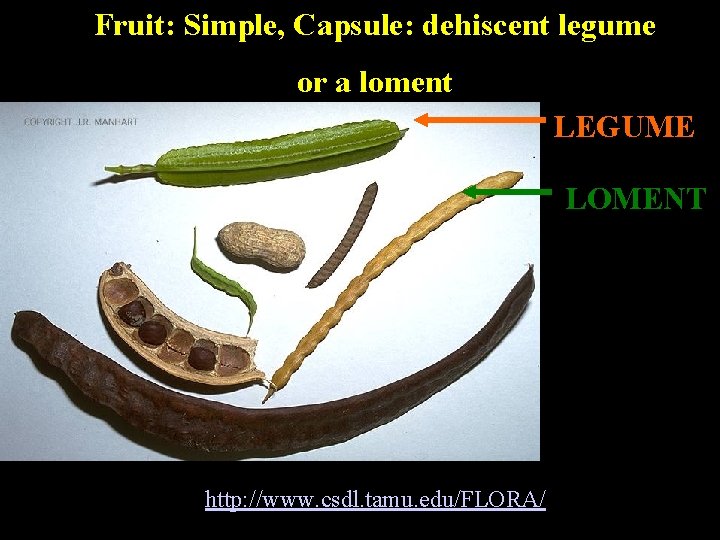 Fruit: Simple, Capsule: dehiscent legume or a loment LEGUME LOMENT http: //www. csdl. tamu.
