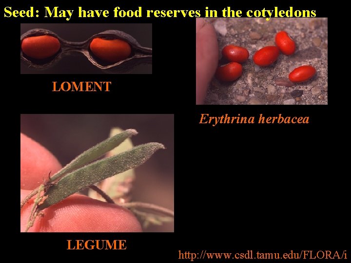 Seed: May have food reserves in the cotyledons LOMENT Erythrina herbacea LEGUME http: //www.