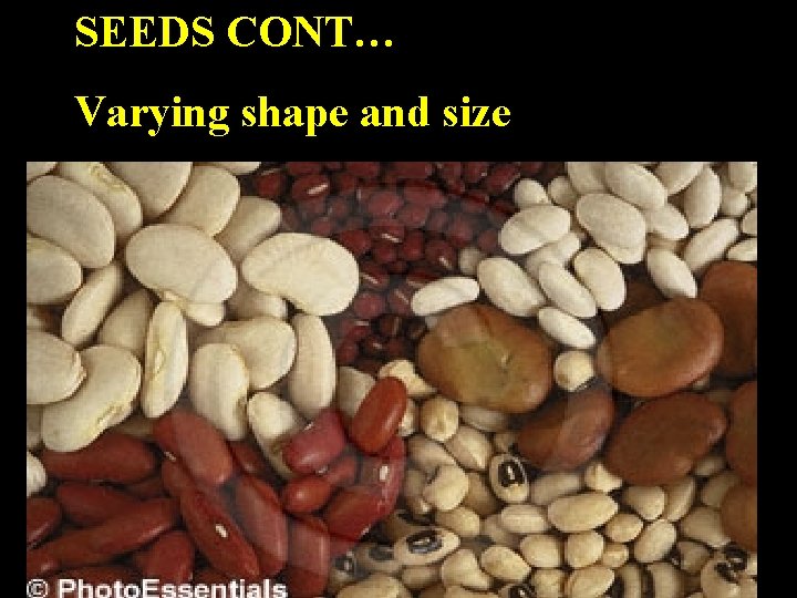 SEEDS CONT… Varying shape and size 