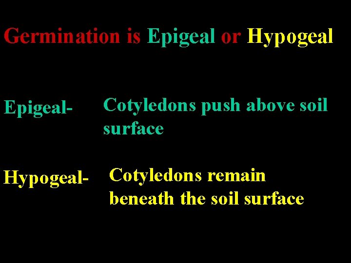 Germination is Epigeal or Hypogeal Epigeal- Cotyledons push above soil surface Hypogeal- Cotyledons remain