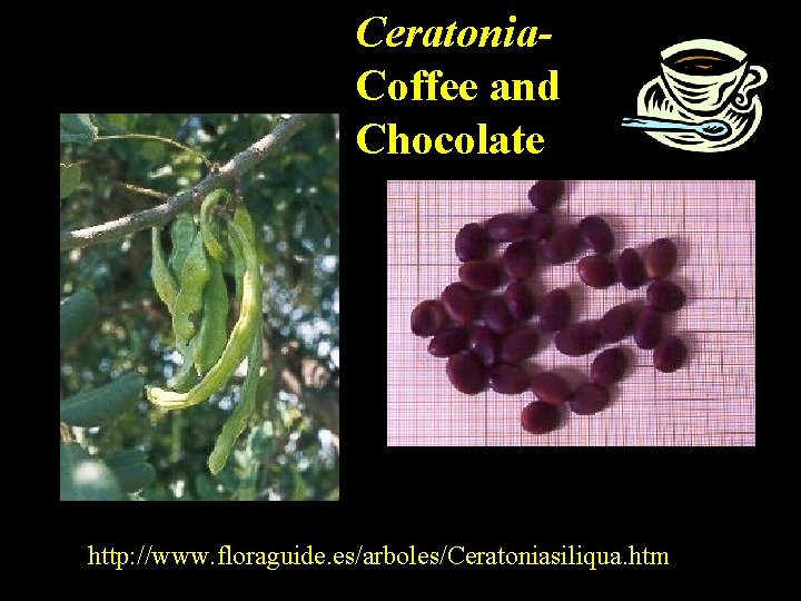 Ceratonia. Coffee and Chocolate http: //www. floraguide. es/arboles/Ceratoniasiliqua. htm 