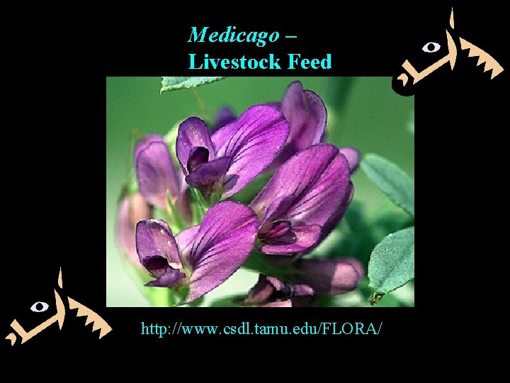 Medicago – Livestock Feed http: //www. csdl. tamu. edu/FLORA/ 