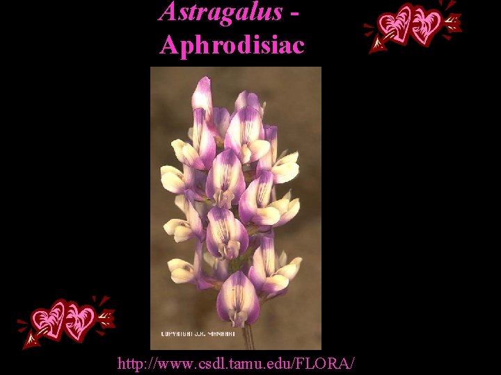 Astragalus Aphrodisiac http: //www. csdl. tamu. edu/FLORA/ 