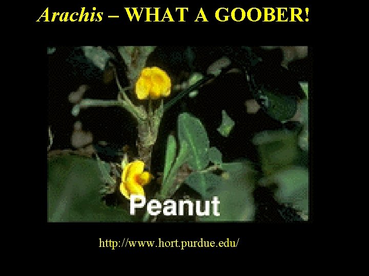 Arachis – WHAT A GOOBER! http: //www. hort. purdue. edu/ 