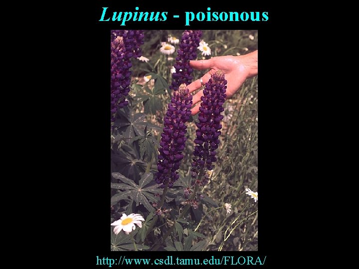 Lupinus - poisonous http: //www. csdl. tamu. edu/FLORA/ 