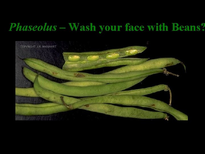 Phaseolus – Wash your face with Beans? 