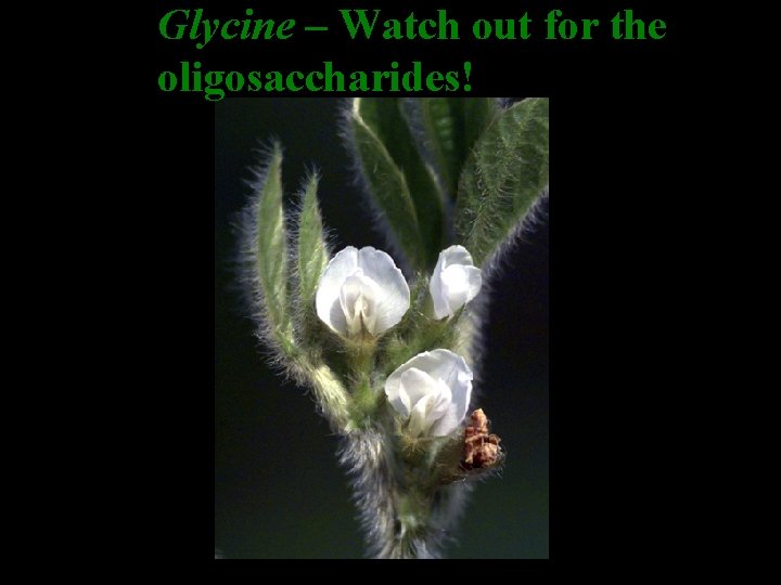 Glycine – Watch out for the oligosaccharides! 