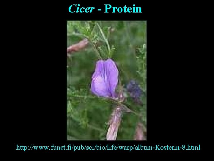 Cicer - Protein http: //www. funet. fi/pub/sci/bio/life/warp/album-Kosterin-8. html 