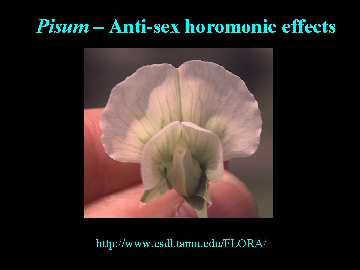 Pisum – Anti-sex horomonic effects http: //www. csdl. tamu. edu/FLORA/ 