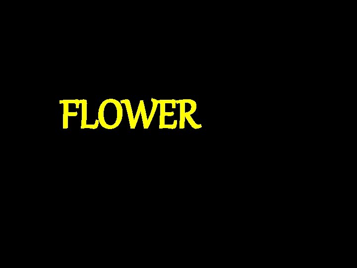 FLOWER 