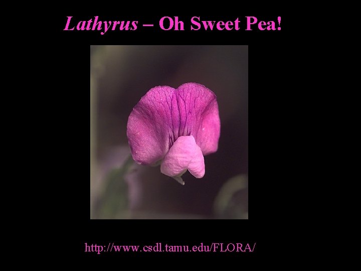 Lathyrus – Oh Sweet Pea! http: //www. csdl. tamu. edu/FLORA/ 