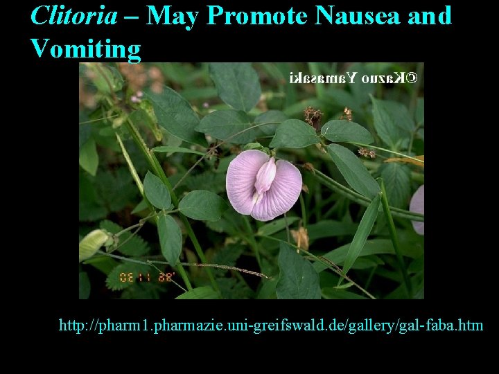 Clitoria – May Promote Nausea and Vomiting http: //pharm 1. pharmazie. uni-greifswald. de/gallery/gal-faba. htm