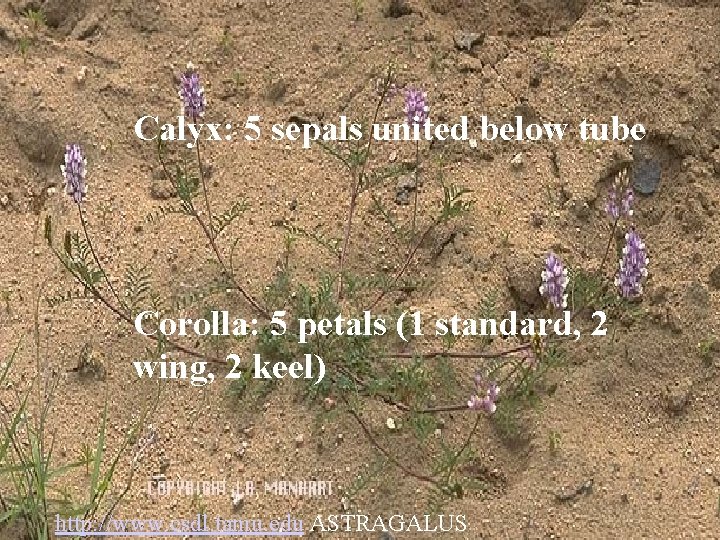 Calyx: 5 sepals united below tube Corolla: 5 petals (1 standard, 2 wing, 2