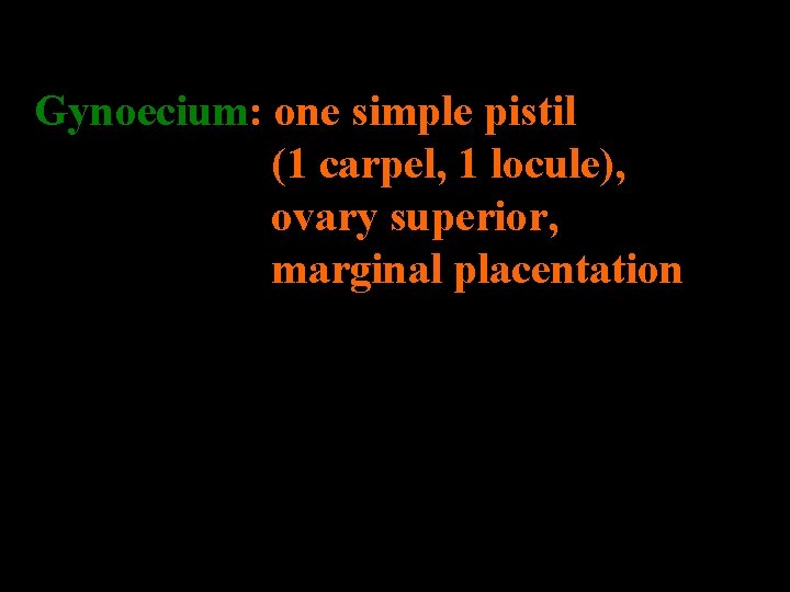 Gynoecium: one simple pistil (1 carpel, 1 locule), ovary superior, marginal placentation 