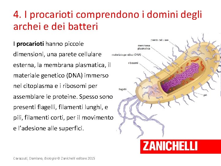 4. I procarioti comprendono i domini degli archei e dei batteri I procarioti hanno