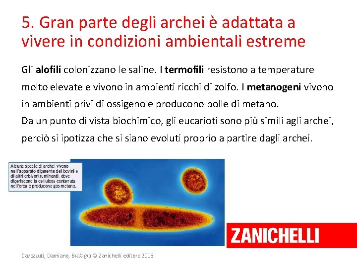 5. Gran parte degli archei è adattata a vivere in condizioni ambientali estreme Gli