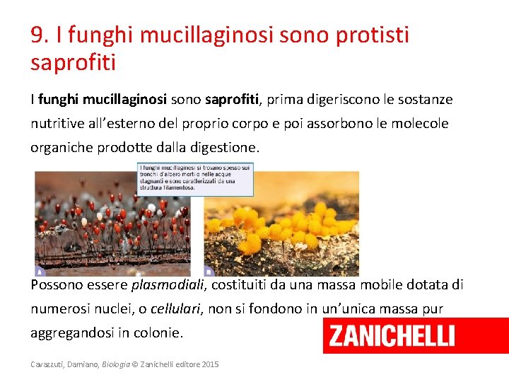 9. I funghi mucillaginosi sono protisti saprofiti I funghi mucillaginosi sono saprofiti, prima digeriscono